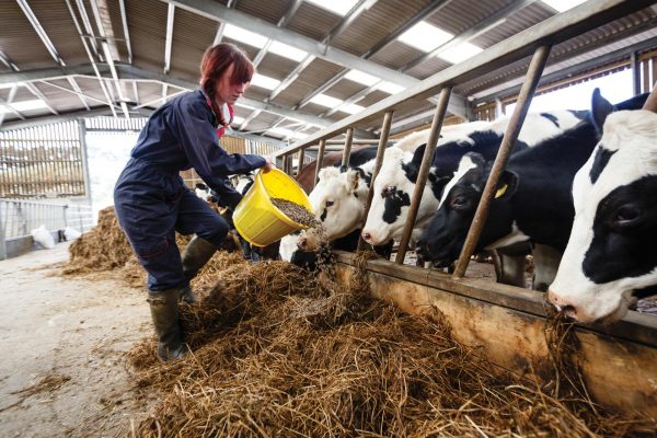 Young girl agriculture student feeding cows in a barn