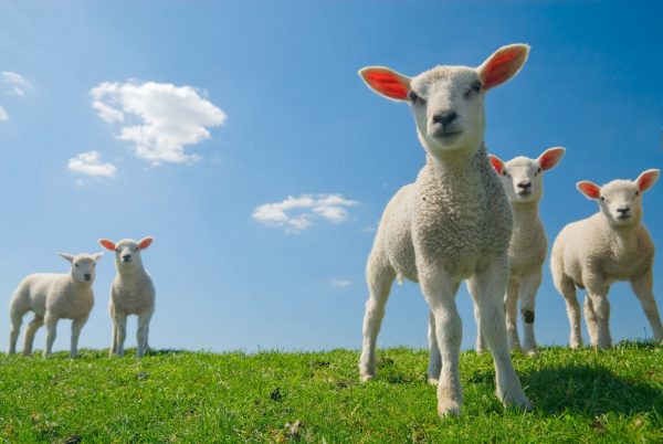 Baby lambs in a field looking at the camera