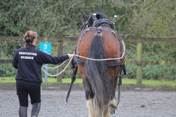BHS Stages 1 & 2 Care & Lunge Training