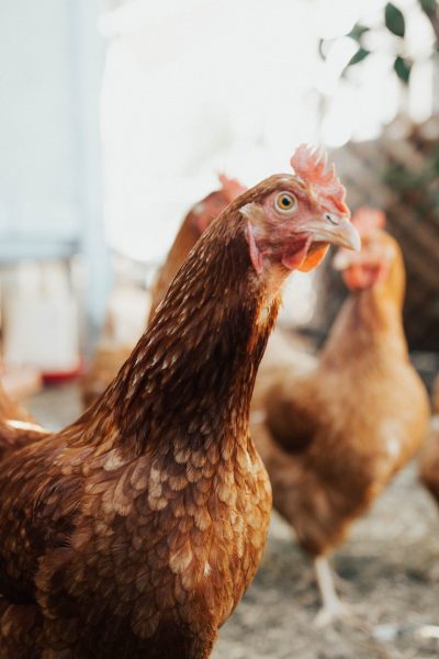 An Introduction to Chicken Husbandry