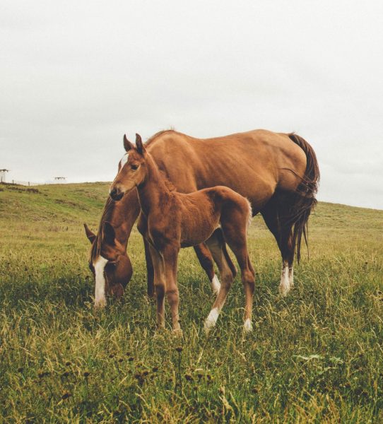 Horse and foal in a field