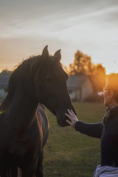 Routine health care and first aid for horses