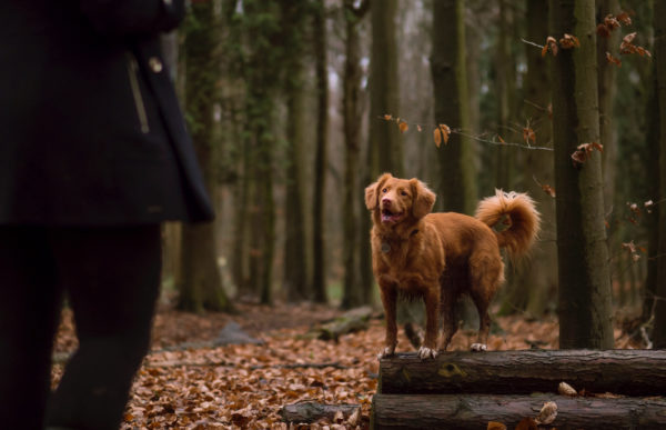 A dog waiting for treats from its owner in the woods