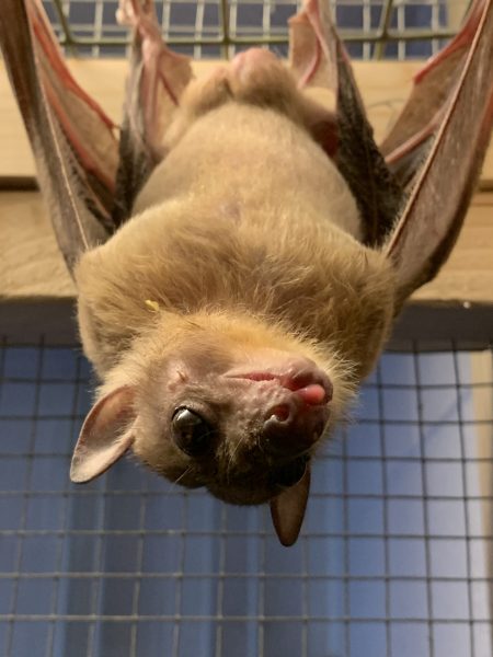 Longleat Bats find new home at Bicton College  