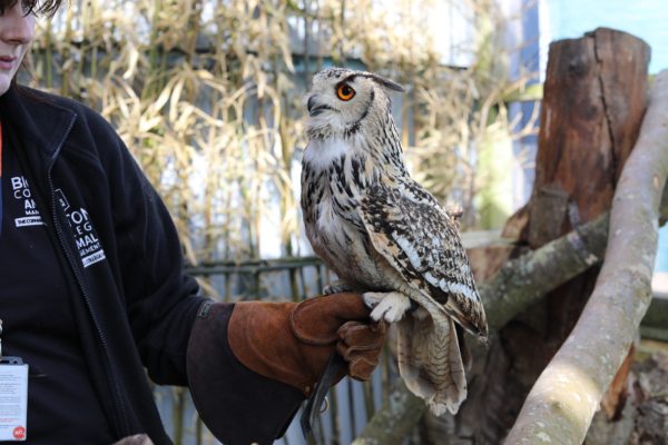 Bicton College welcomes new feathered resident to its licensed zoo