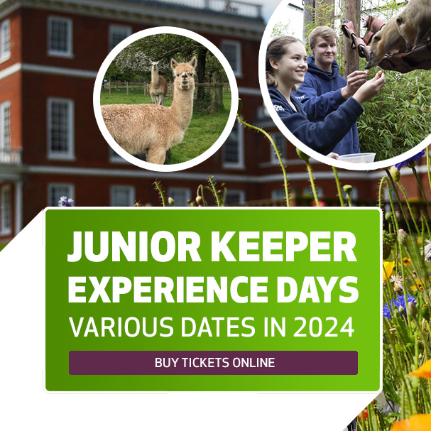 Junior Keeper Experience Days 2024