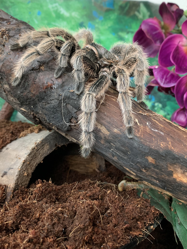 Chilean Rose Tarantula at Bicton Animal Zone