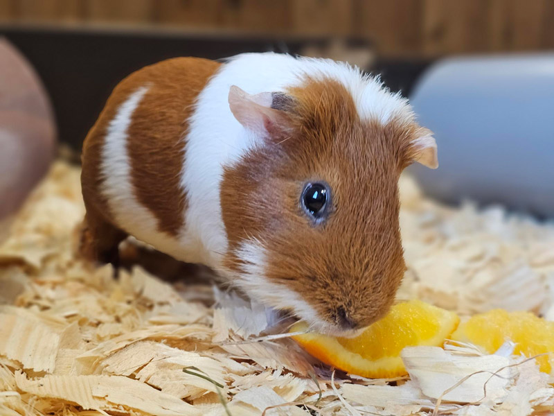 Guinea Pigs at Bicton Animal Zone