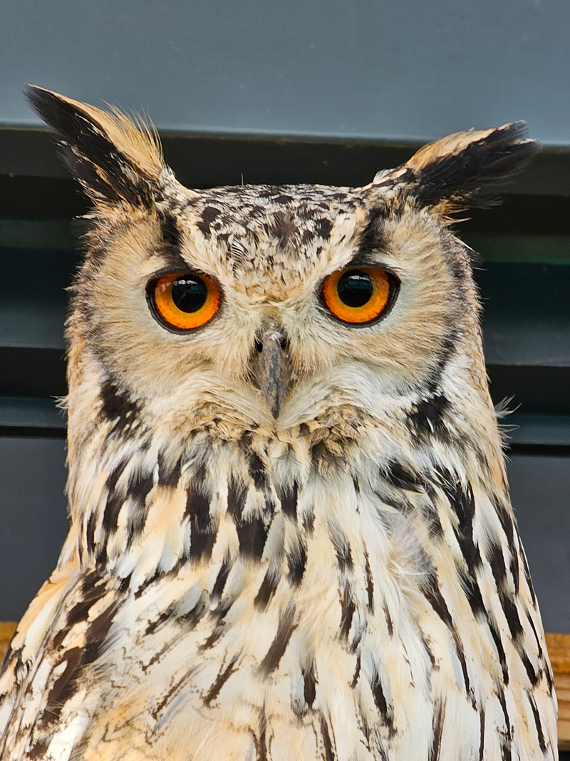 Indian Eagle Owl at Bicton Animal Zone