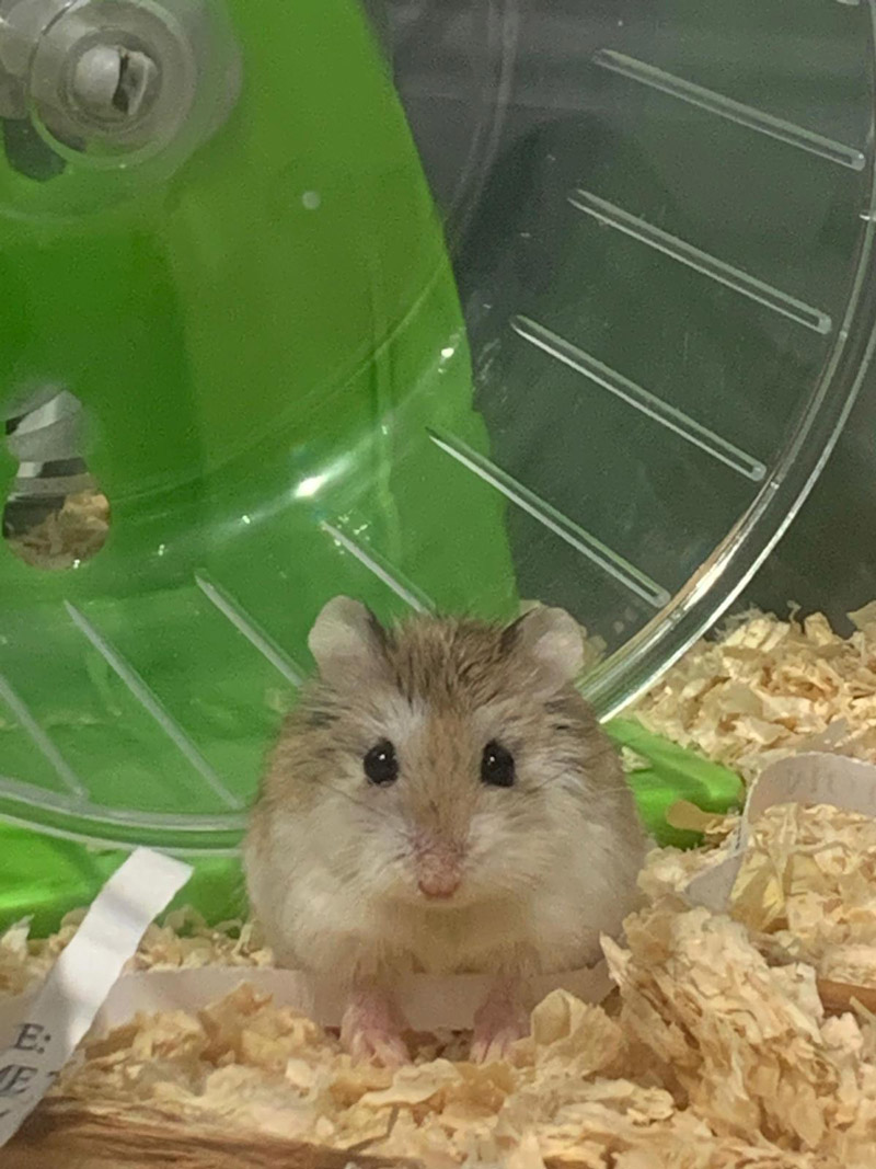 Russian Dwarf Hamsters at Bicton Animal Zone