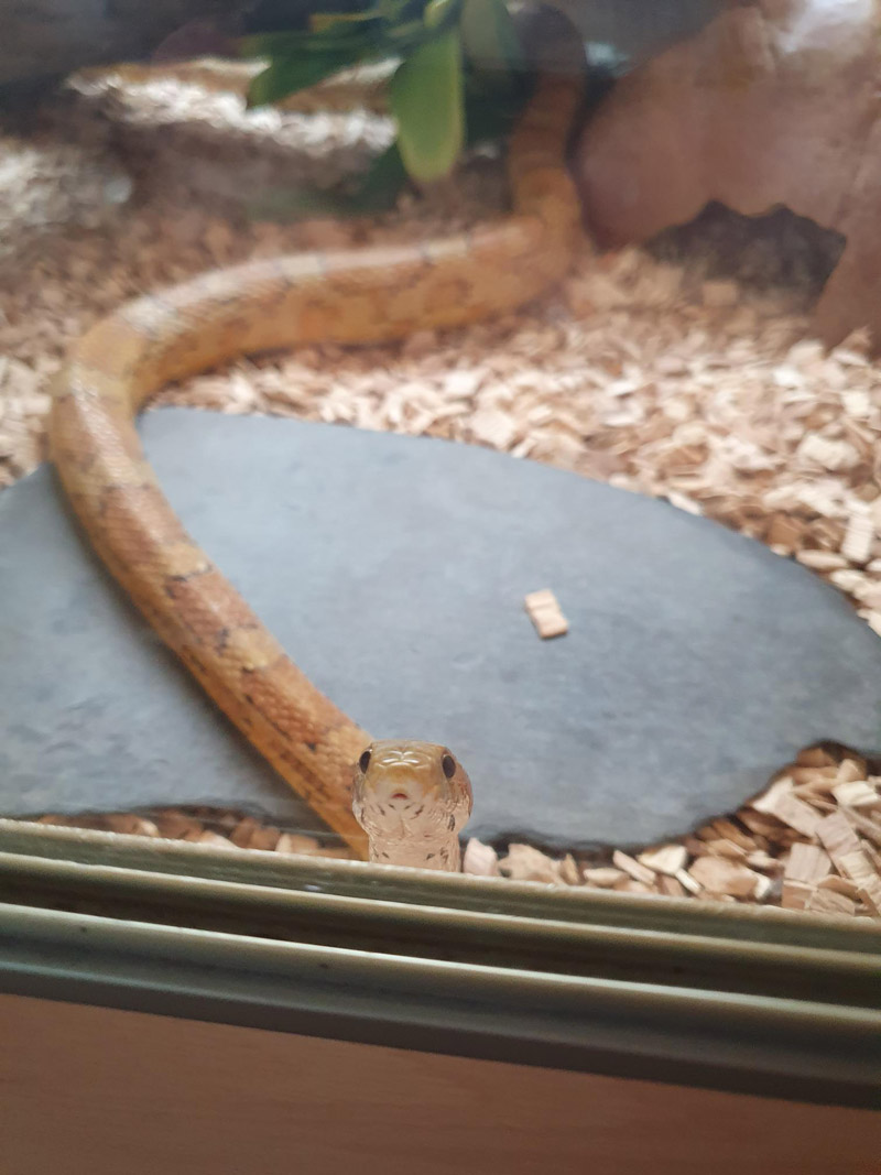 Corn Snakes at Bicton Animal Zone