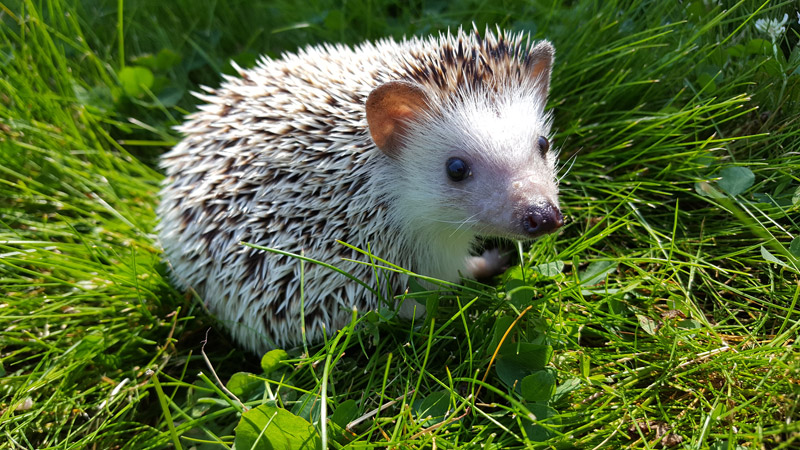 Hedgehogs at Bicton Animal Zone