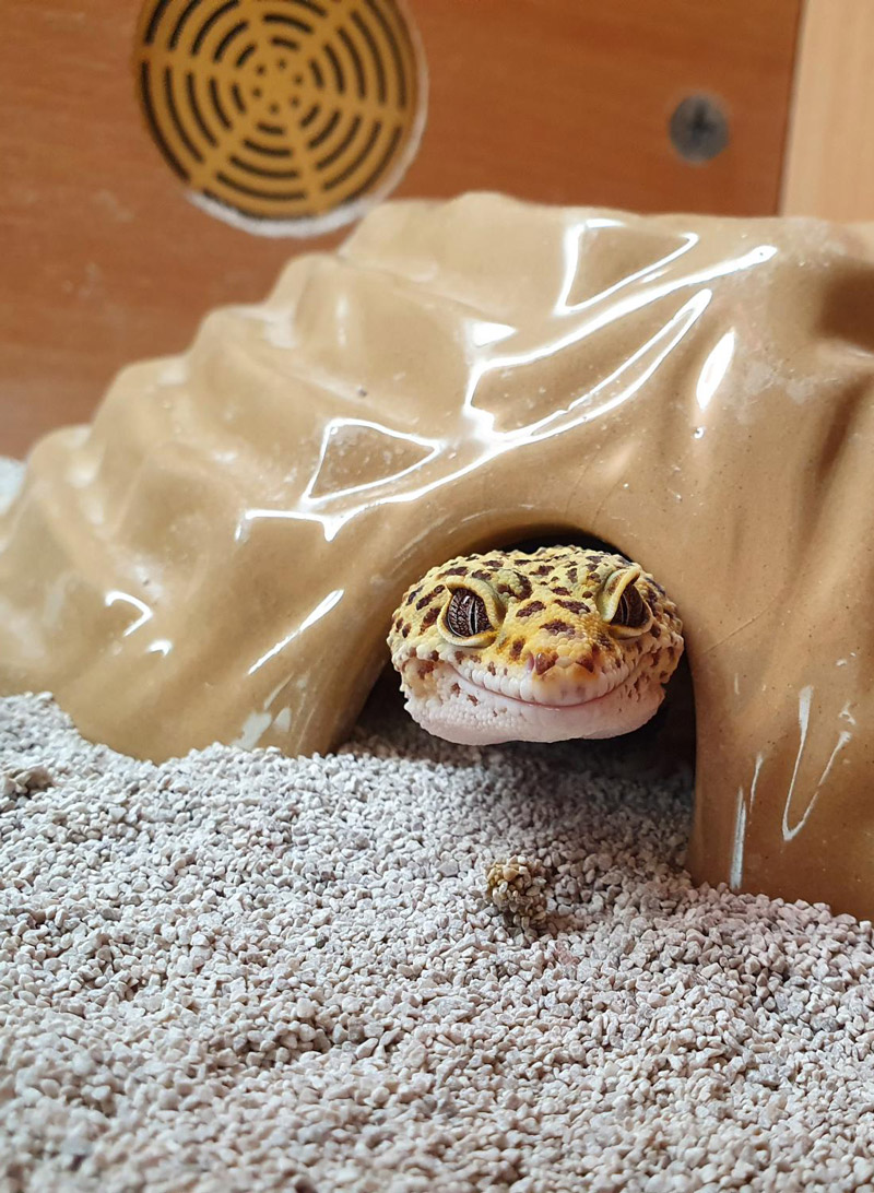 Leopard Gecko at Bicton Animal Zone