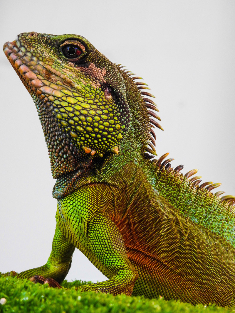 Chinese Water Dragon at Bicton Animal Zone