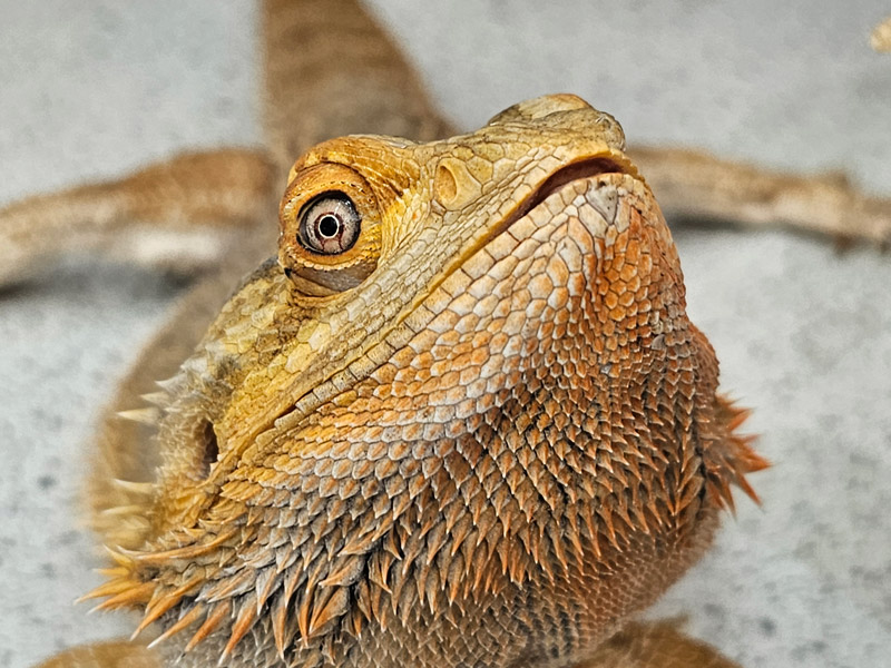 Bearded Dragon at Bicton Animal Zone