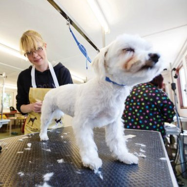 Dog grooming