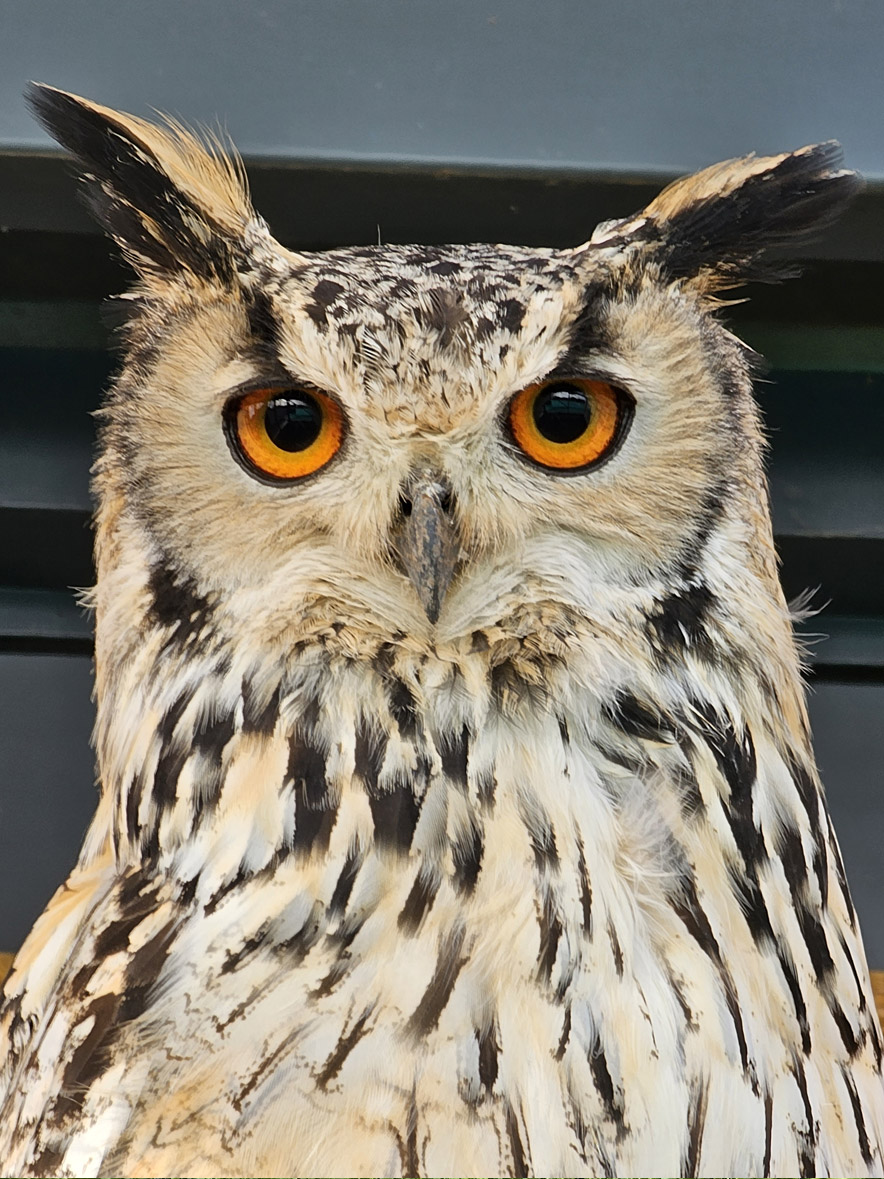 Bicton College Animal Zone