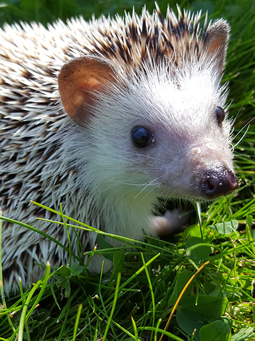 Bicton College Animal Zone